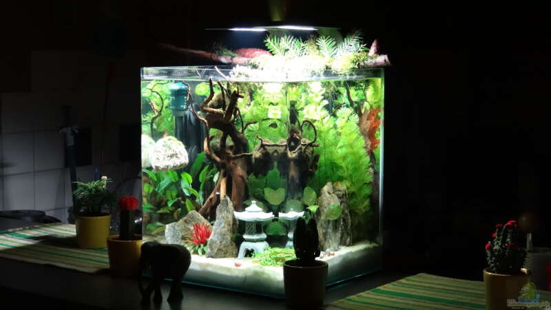 Aquarium Miniunterwasserwelt von mcfly (32)