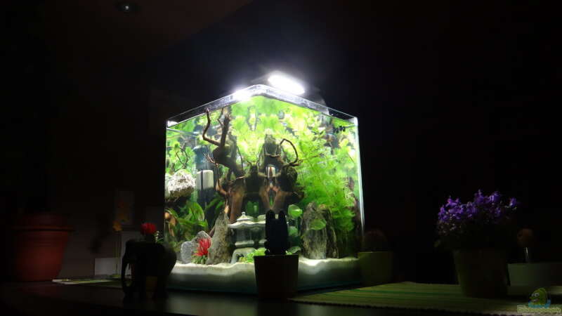 Aquarium Miniunterwasserwelt von mcfly (39)