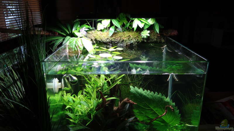 Aquarium Miniunterwasserwelt von mcfly (3)