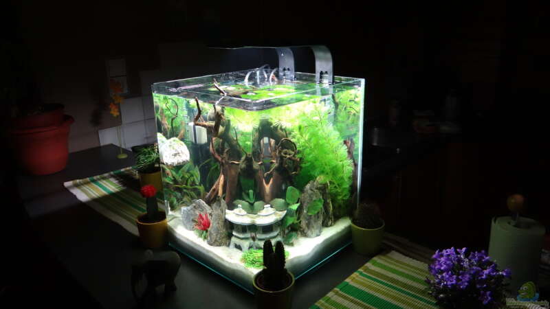 Aquarium Miniunterwasserwelt von mcfly (43)