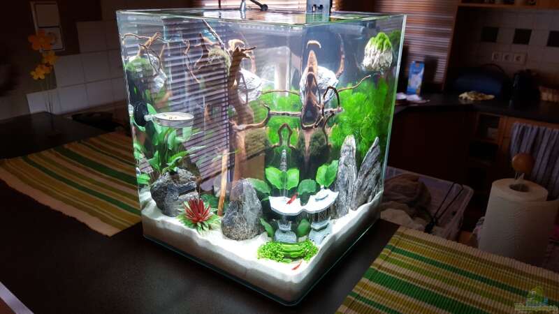 Aquarium Miniunterwasserwelt von mcfly (45)