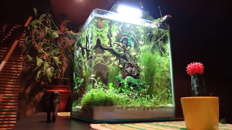 Aquarium Miniunterwasserwelt von mcfly (8)