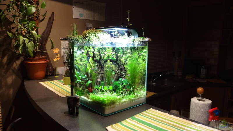 Aquarium Miniunterwasserwelt von mcfly (9)