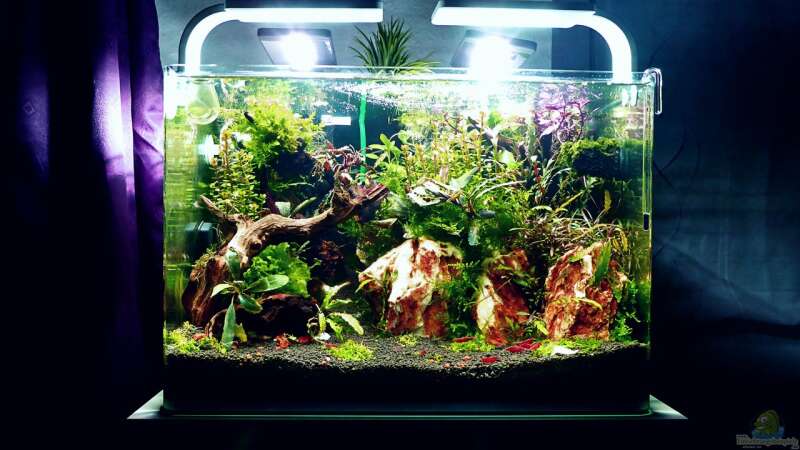 Aquarium Bucetank von Scaper´s love Plants (10)