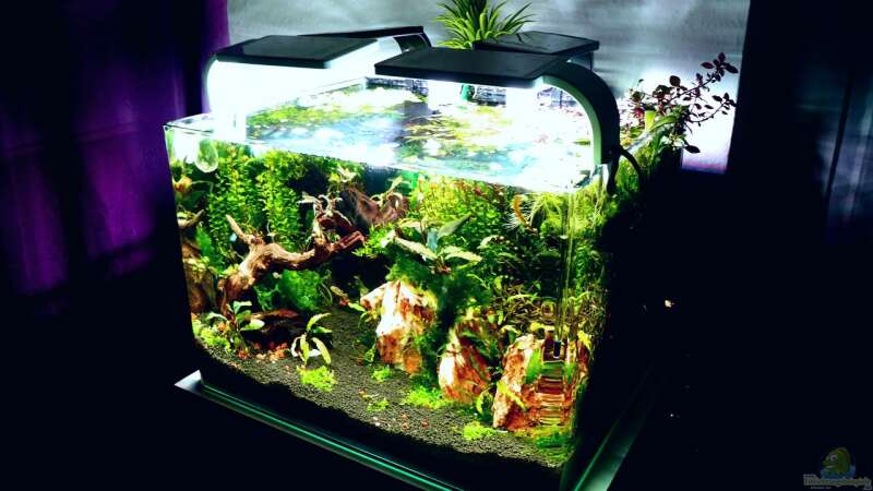Aquarium Bucetank von Scaper´s love Plants (11)