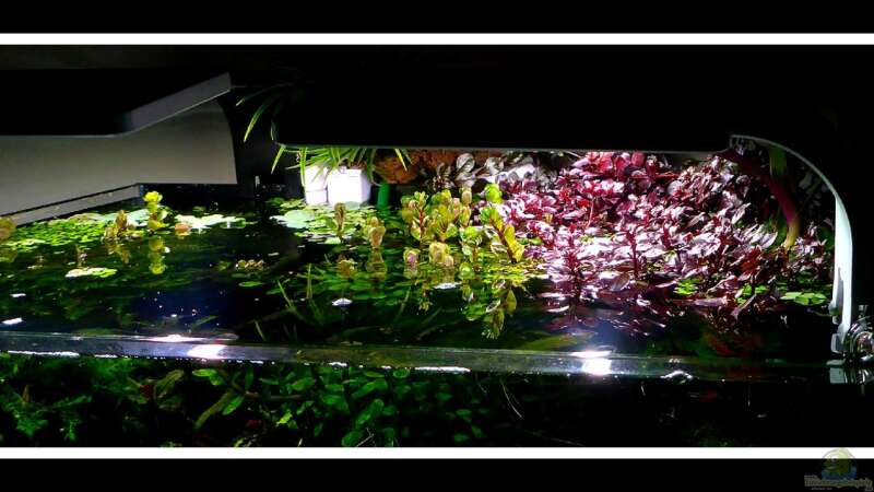 Pflanzen im Aquarium Bucetank von Scaper´s love Plants (19)