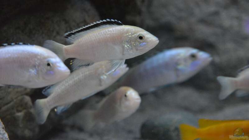 labidochromis white von Malawi-Zizou (11)