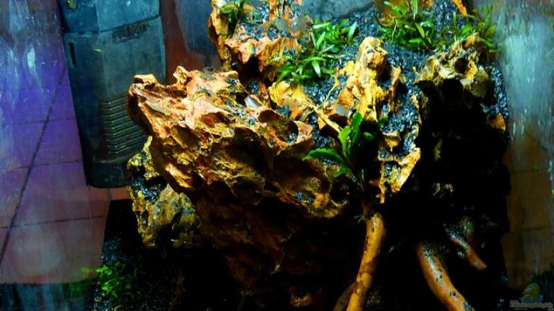 Aquarium Bucephalandra Pfütze von Scaper´s love Plants (5)