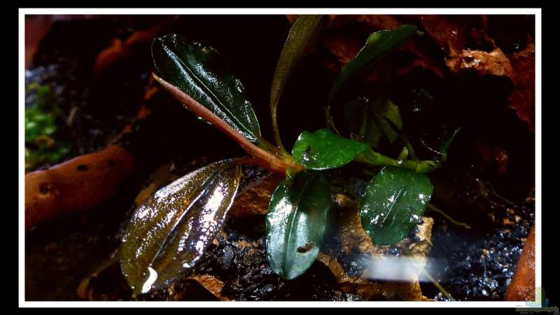 Pflanzen im Aquarium Bucephalandra Pfütze von Scaper´s love Plants (8)