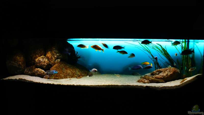 Aquarium Hauptansicht von Deep Blue Malawi
