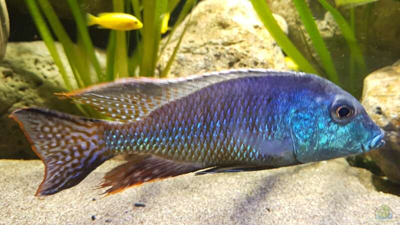 Besatz im Aquarium Deep Blue Malawi von Limited (20)
