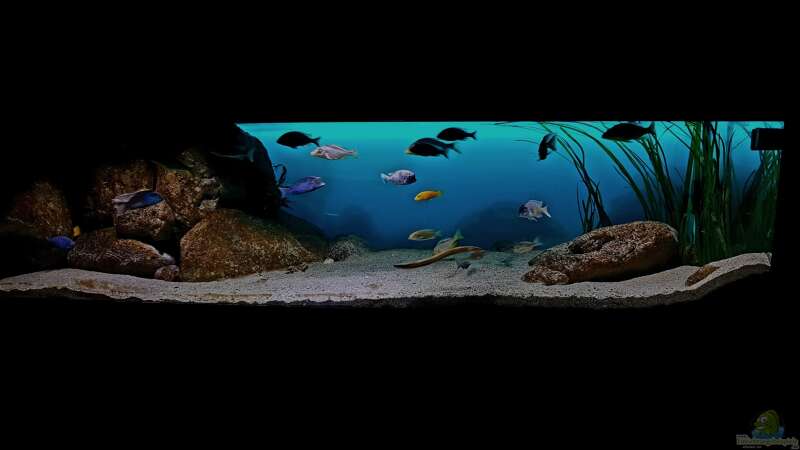 Dekoration im Aquarium Deep Blue Malawi von Limited (10)