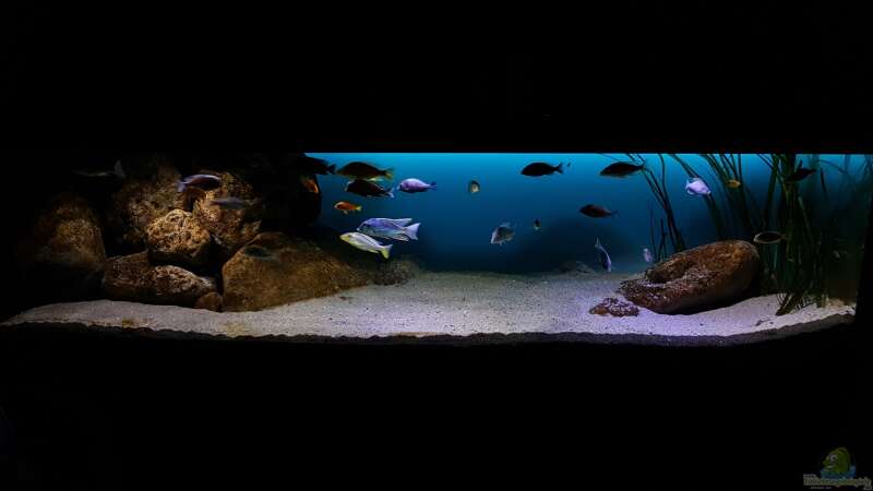 Dekoration im Aquarium Deep Blue Malawi von Limited (8)