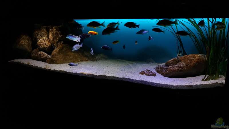 Dekoration im Aquarium Deep Blue Malawi von Limited (9)