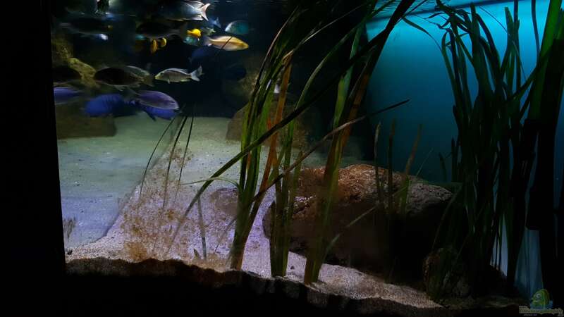 Pflanzen im Aquarium Deep Blue Malawi von Limited (4)