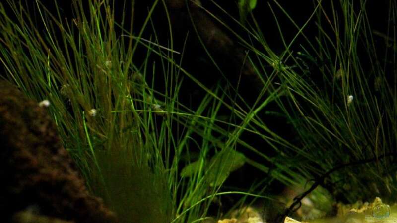 Pflanzen im Aquarium simple von lomarraco (14)