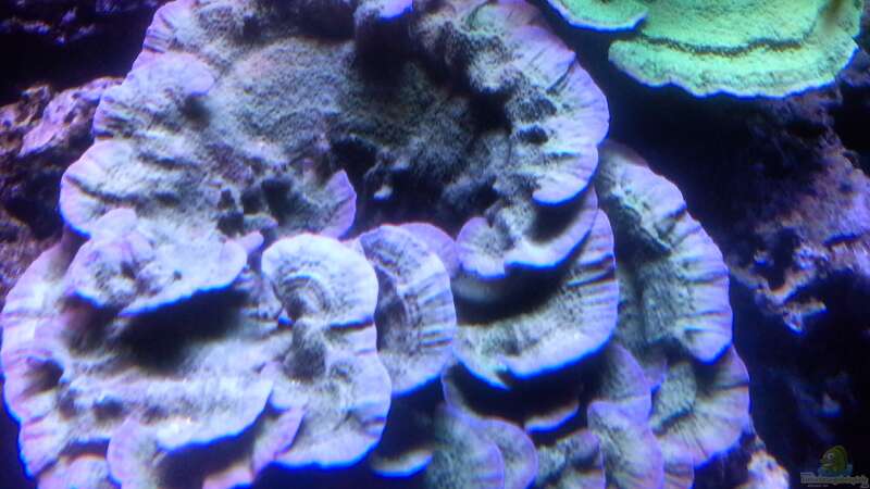 Korallen 3.2 von Martinerft (3)