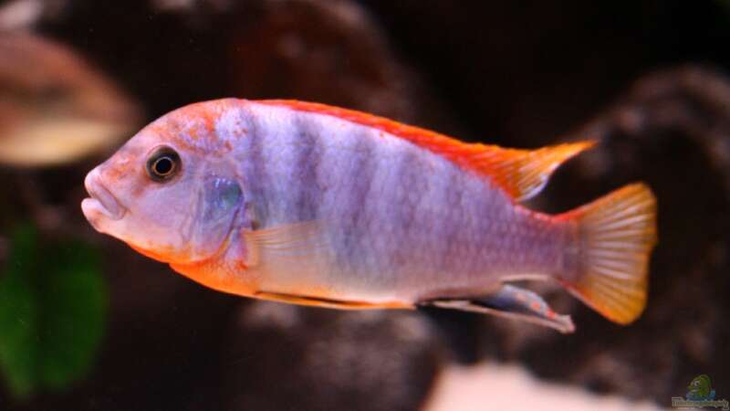 Labidochromis red top Hongi von Marco Rämisch (35)