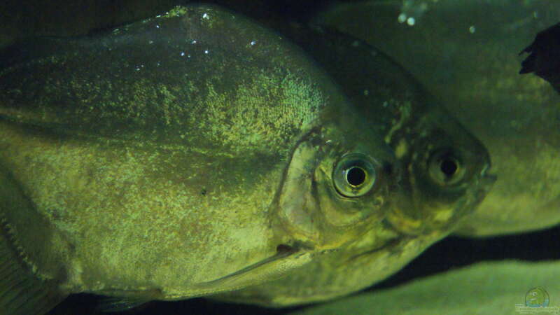 Besatz im Aquarium Becken 32811 von FischFlo (6)