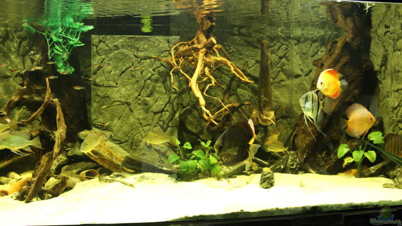 Aquarium Wohnzimmer Uferzone von T-Aquatics (12)