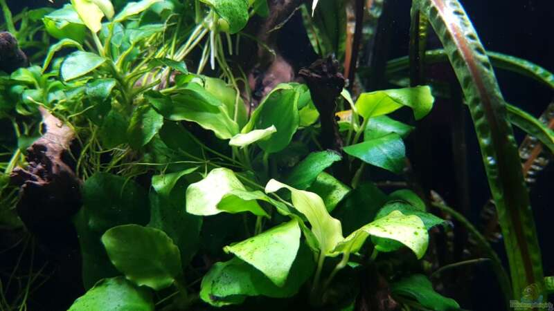 Pflanzen im Aquarium Riverdream von YoshiMaus (11)