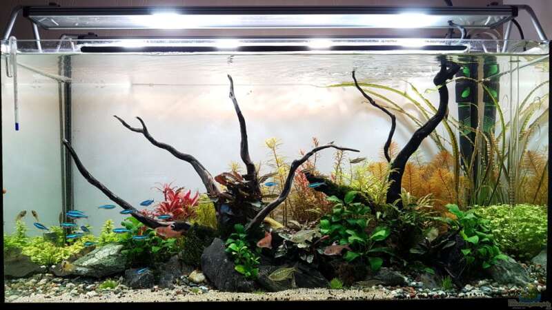 Aquarium Pflanzenwelt (Nur noch Beispiel) von YoshiMaus (2)