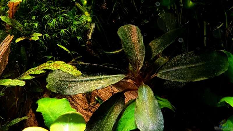 Bucephalandra Brownie Black von YoshiMaus (18)