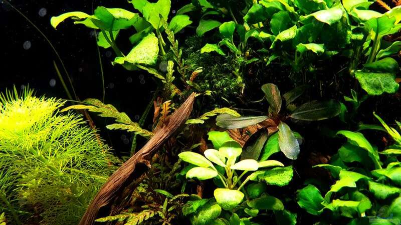 Pflanzen im Aquarium Pflanzenwelt (Nur noch Beispiel) von YoshiMaus (20)