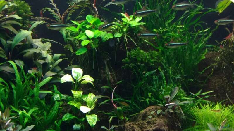 Aquarium Zweiblum´s Wunderland von zweiblum (8)