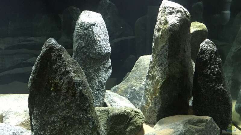 Aquarium Cyprichromis Tank von Monaco (5)