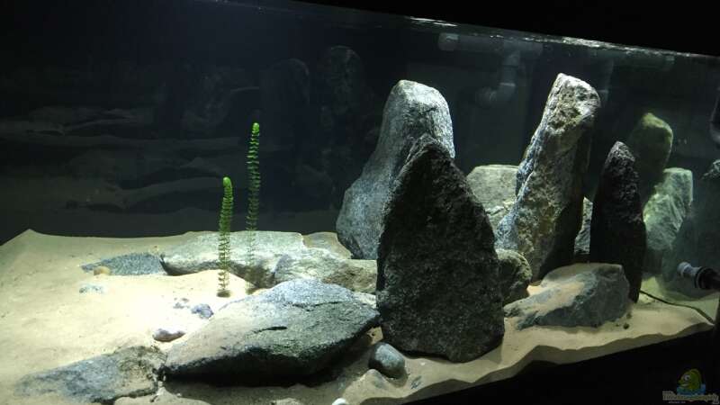 Aquarium Cyprichromis Tank von Monaco (6)