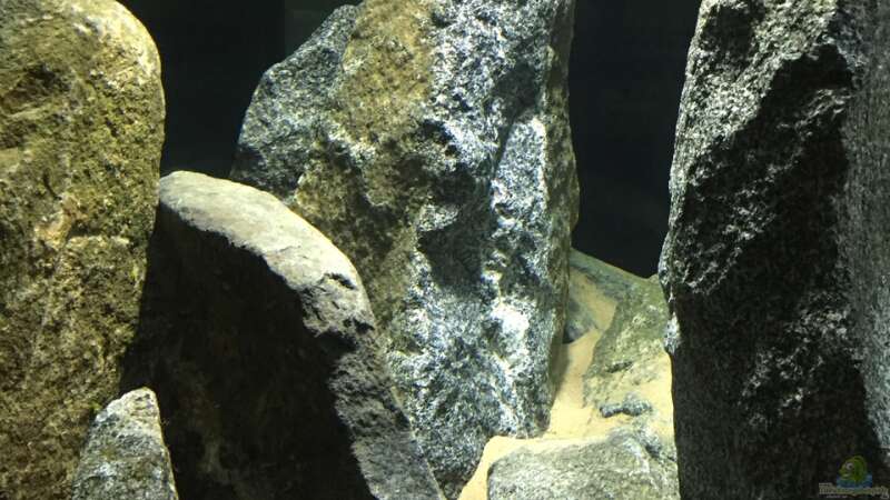 Aquarium Cyprichromis Tank von Monaco (7)