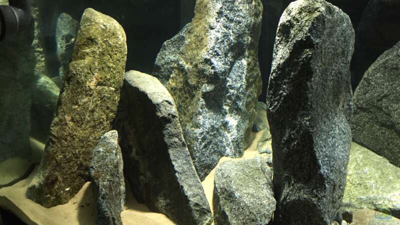 Aquarium Cyprichromis Tank von Monaco (8)