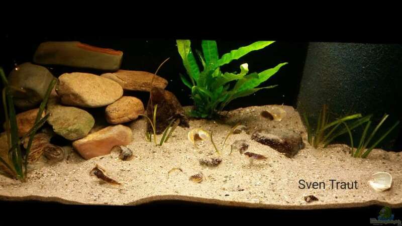 Aquarium Sand and Shells von Bitman (3)
