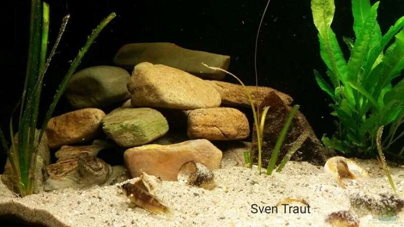 Aquarium Sand and Shells von Bitman (4)