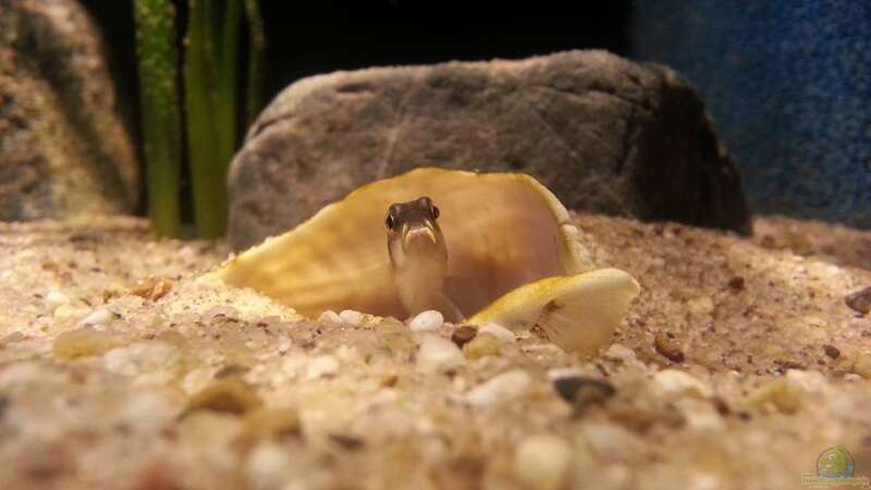 Besatz im Aquarium Sand and Shells von Bitman (24)