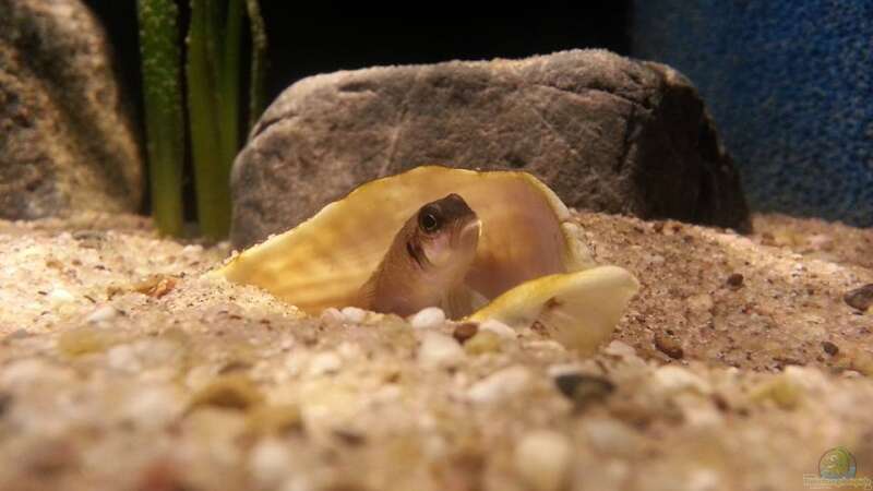 Besatz im Aquarium Sand and Shells von Bitman (25)