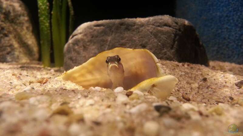 Besatz im Aquarium Sand and Shells von Bitman (26)