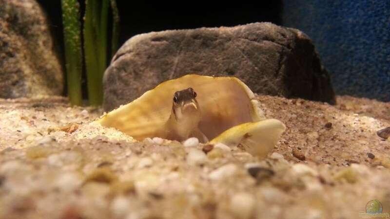 Besatz im Aquarium Sand and Shells von Bitman (27)