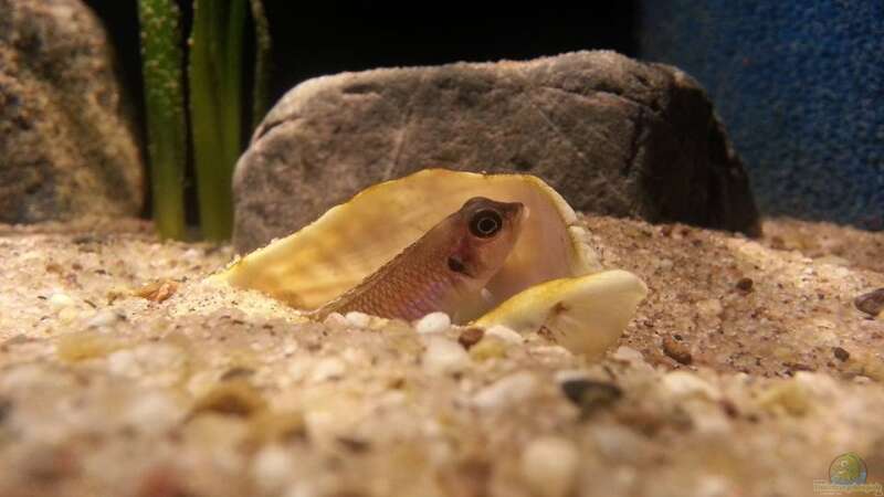 Besatz im Aquarium Sand and Shells von Bitman (29)