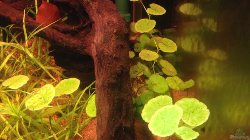 Pflanzen im Aquarium Amazonas von lützkopf (13)