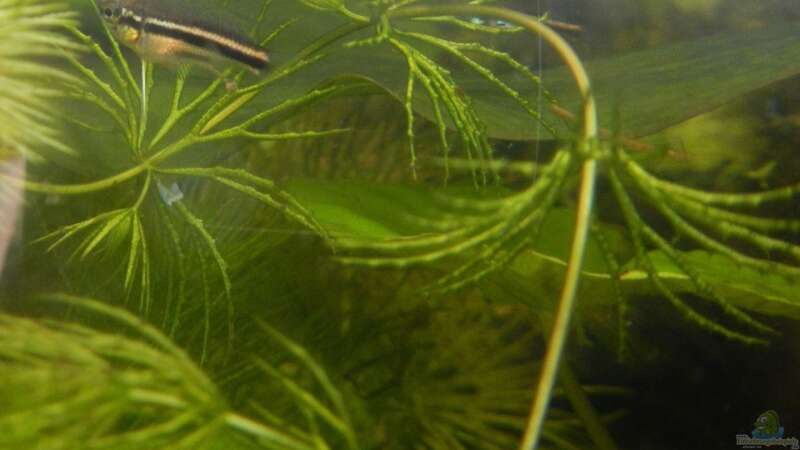 Honiggurami, 2 Monate alt und 12 mm lang von miv (13)