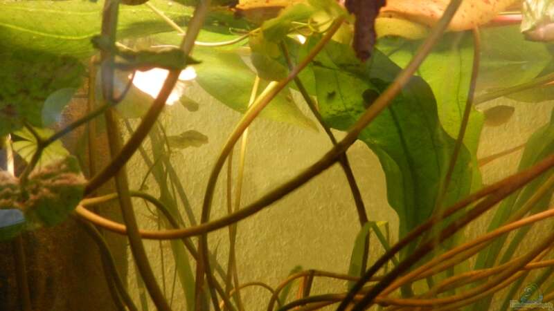 Die Seerose treibt massenhaft Blätter. von miv (7)