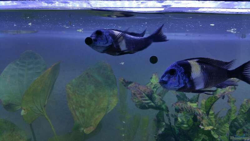 Besatz im Aquarium Tropheus with buddies von Dukes Aquaristikexperimente (8)