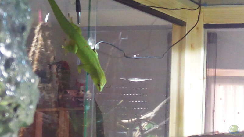 mein Madadaskar gecko namens Glupschi von M.G (17)