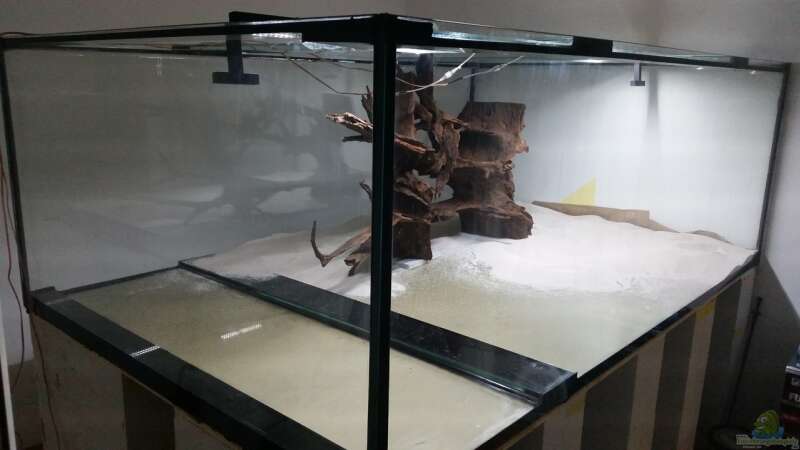 Aquarium Predator Tank (Nur noch als Beispiel) von Bernd N. (18)