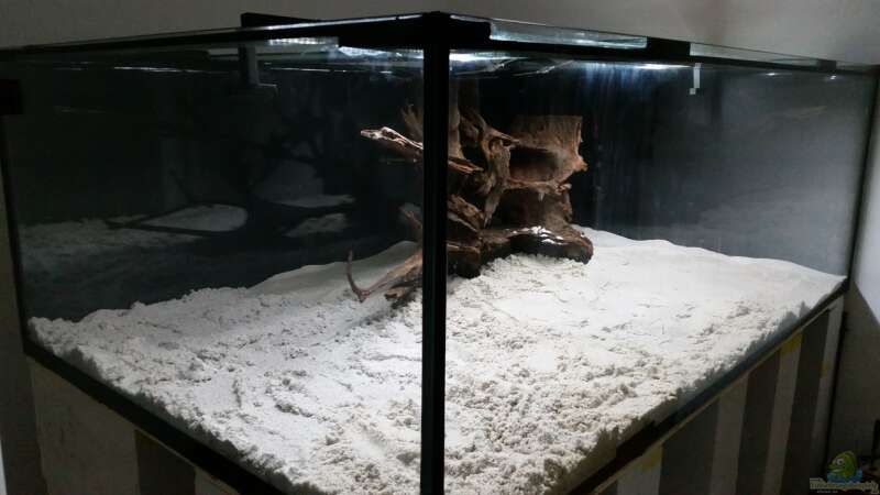 Aquarium Predator Tank (Nur noch als Beispiel) von Bernd N. (20)
