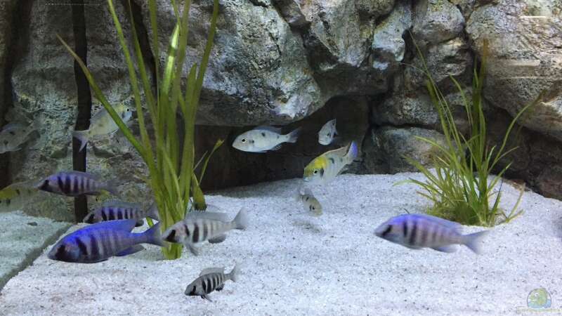 Placidochromis - Infos zur Gattung (Einrichtungsbeispiele für Placidochromis-Arten)  - Placidochromisaquarium