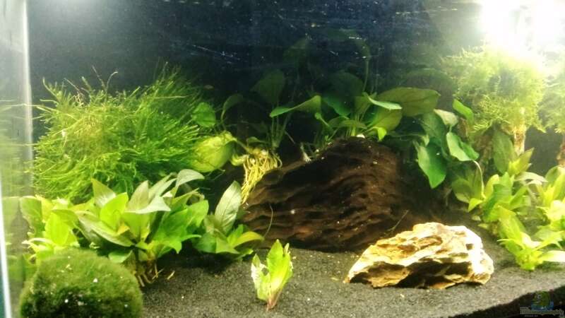 Pflanzen im Aquarium Mein erstes Nano von Fischflüsterer (4)