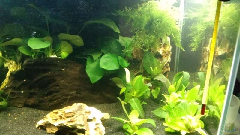 Pflanzen im Aquarium Mein erstes Nano von Fischflüsterer (5)
